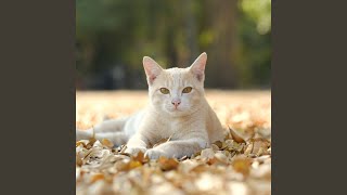 Cat Harmony on Chill Music