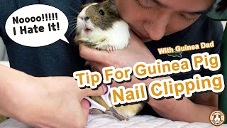 Grooming Tips! How to Clip Your Guinea Pig