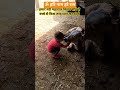 #cow #gau Gau Seva karna Sahi Dharm hai#bhaktibhajan #viralvideo #viralreels #viralshorts ##animals