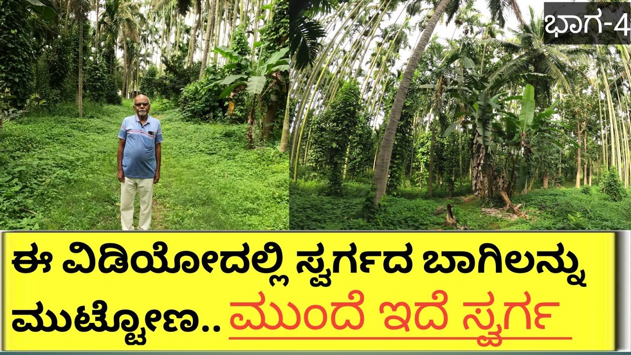 2 ಎಕರೆಯ ಸ್ವರ್ಗ... ಉಳುಮೆ ಇಲ್ಲದ ರಾಸಾಯನಿಕ ಹೊಡೆಯದ ಅತಿ ಹೆಚ್ಚು ನಿರ್ವಹಣೆ ಇಲ್ಲದ ಲಾಭದಾಯಕ ಸ್ವರ್ಗ...!