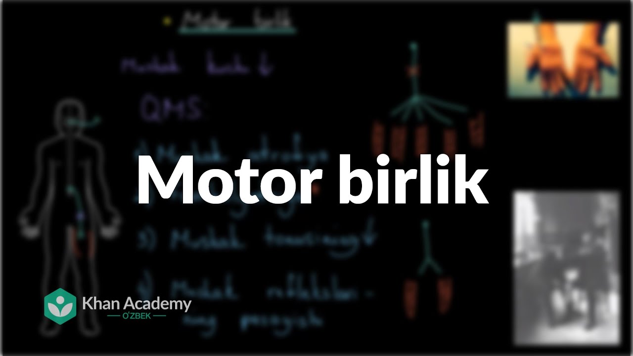 Motor birlik | Nerv tizimi | Tibbiyot