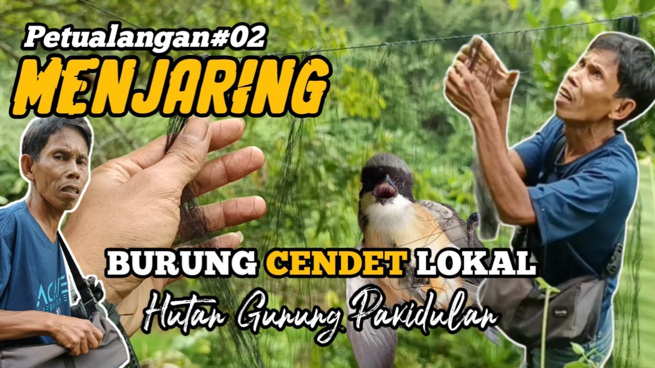Jaring Burung Cendet Lokal Hutan Gunung Pakidulan #jaring #burung #cendet #viralvideo #trending