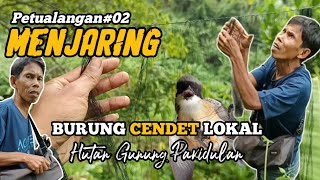 Jaring Burung Cendet Lokal Hutan Gunung Pakidulan #jaring #burung #cendet #viralvideo #trending