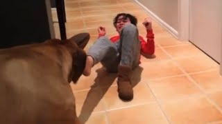  Boerboel Molly Stealing Slippers 