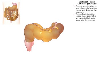 Haustral churning, Gastrocolic reflex and mass peristalsis & Defecation
