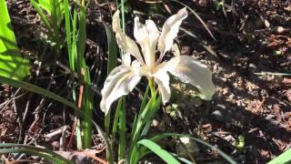 Wild Iris in Northern California.