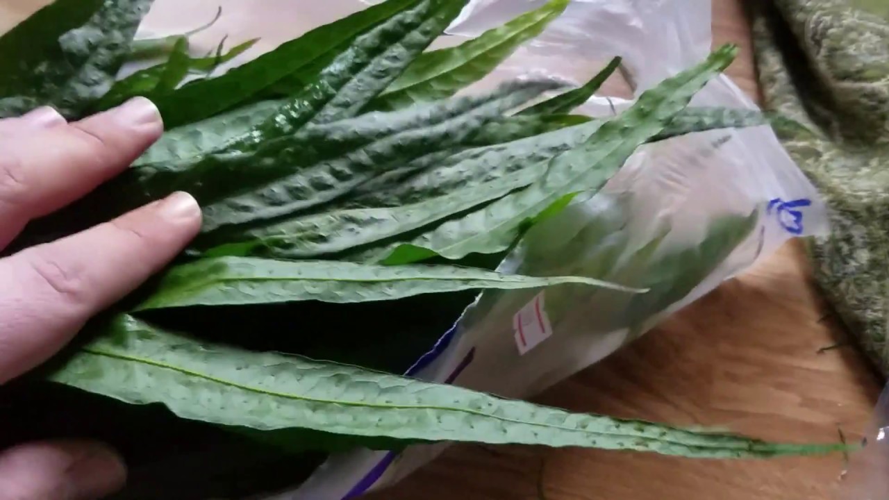Wholesale Pack of Java Fern Grown Out Of Water - (Thanks Robert