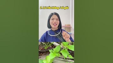 Mẹo chữa khi bị rết cắn