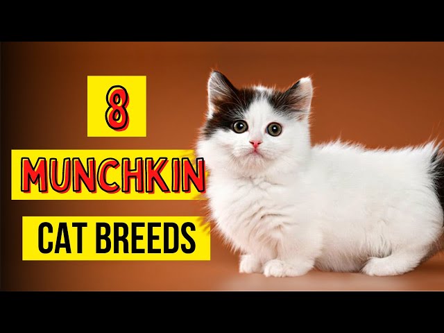 Munchkin Cat Breed Information