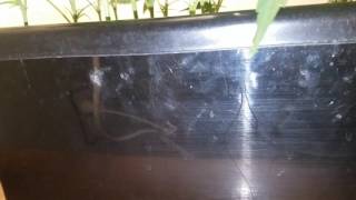 Cloning basics... affordable with 100% success rate
