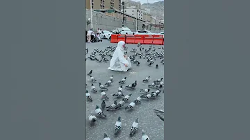ليتني في سرب الحمامي اناشيد 