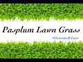 Lawn Grass Type #Pasplum Lawn Grass - Samratsoft Lawn Supplier Pune Maharashtra 9850388634