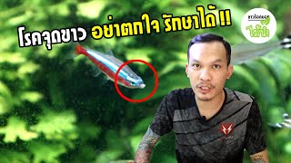 วิธีรักษาโรคจุดขาวในปลา และการกำจัดเชื้อ Ich ในตู้ | ชาวร็อคบอกไม้น้ำ