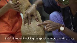 Omg Paralyzed Dog Walks Again