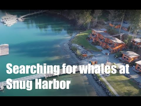 Whale watching from Snug Harbor Resort | Boating Journey