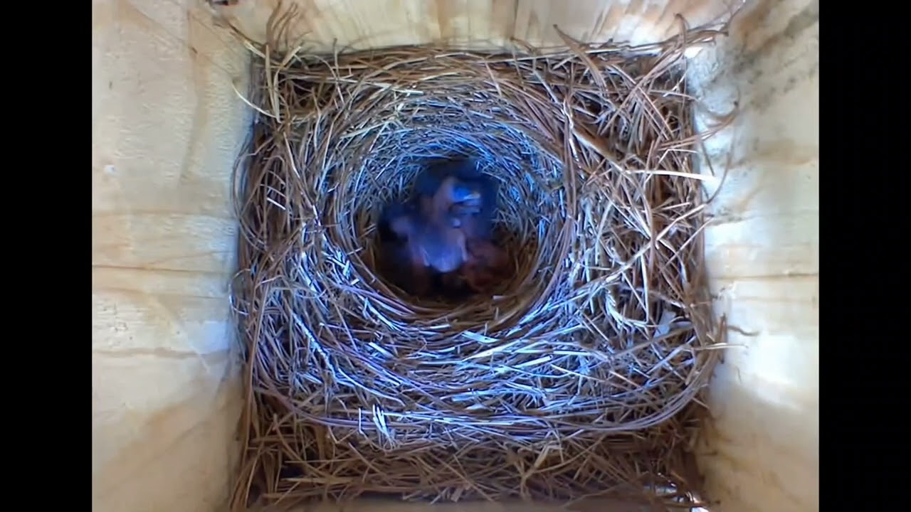 bluebird-nesting-season-youtube