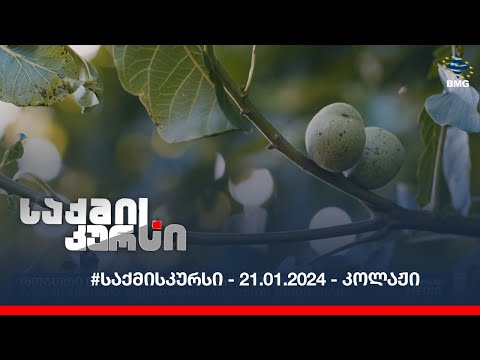 #საქმისკურსი - 21.01.2024 - კოლაჟი