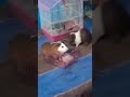Tara🐹 Sitara🐹 Masti🤸 Karte Hue #shorts #guienapigs #dosti #feel #music