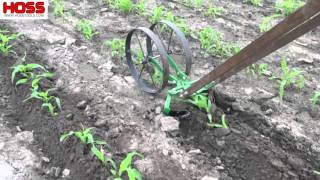 Hilling Corn with the Double Wheel Hoe | Easy #growyourownfood #gardening