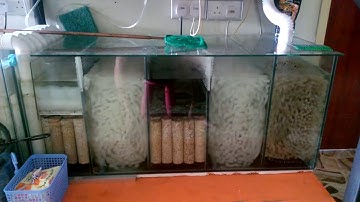 Hạt lọc kaldnes, ứng dụng của hạt lọc kaldnes trong lọc nước hồ cá