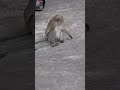 Lovely #monkey #Monkeylover #beautiful #Nice #monkeyslovers #Lovely #short