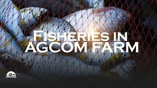 Fisheries In Agcom Farm