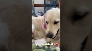 I never said that! 🐶❤️#dogs #dogshorts #dogsofyoutube #cutedogs #funnydogs #dogowner #pets #fyp