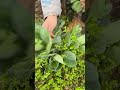 Fresh Green Vegetable Sprouts Are Harvested By Hand In A Garden