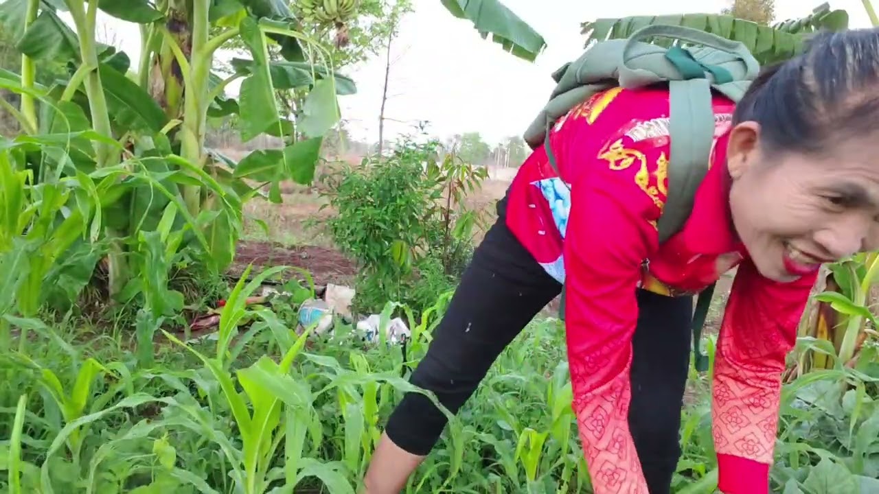 เข้าสวนยามเช้า หากับข้าว