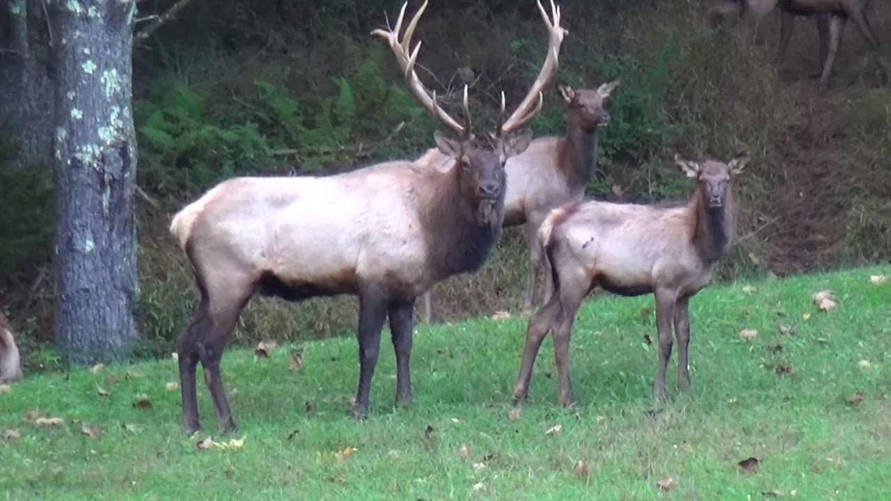 Majestic Elk of Kettle Creek YouTube