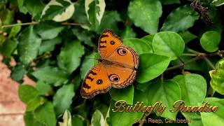 Peacock Pansy HD 1080p
