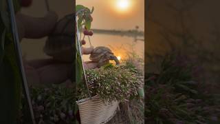 Going for an evening walk with my turtle.#minivlog #shorts #fyp #viral #turtule