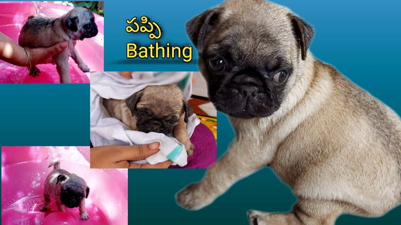 Baby Pug Puppy Bathing Time Funny dog videos Its me asritha YouTube