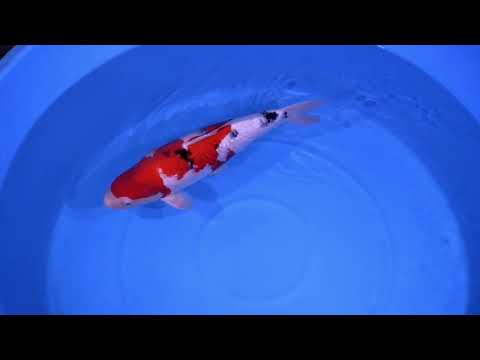 Sakai par Ogata sanke nisai femelle 64 cm