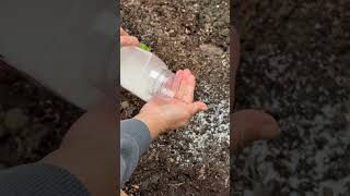 Will salt repel slugs? Organic slug control. #howto #shorts #gardening