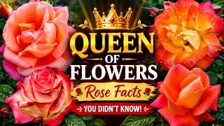 8 Amazing Facts About Roses You Never Knew 🌹#trending #viral #video #rose 
