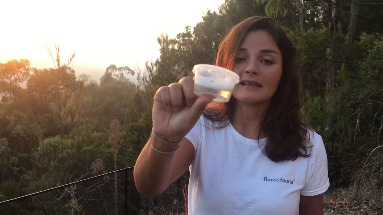 What are soap berries and how to use them? YouTube