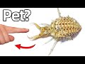 I Bought a Pet Antlion (yes, really)