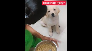 45 days labrador puppy food (food name and diet plan in description)