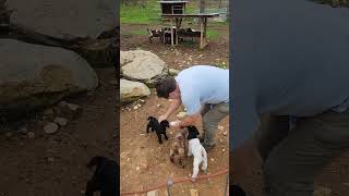 When Our Baby Goats Hear His Voice They Start Talking And Running, But Why?