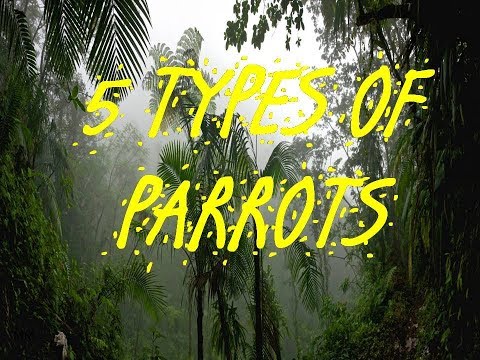 5 TYPES OF PARROTS