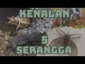 Kenalan dengan 5 serangga unik - Kompilasi vidio shorts