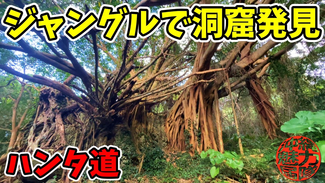 【ハンタ道】親川のエーガーからハンタ道のジャングルを探検していたら大きなガジュマルと縦穴洞窟アブを発見！親川・ハンタ道・ガジュマルの大木・縦穴洞窟！
