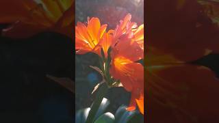 #tui calls #red clivia@kapcoast sunsetcliviaseascapes