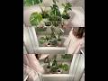 roots &amp; rituals | watering time