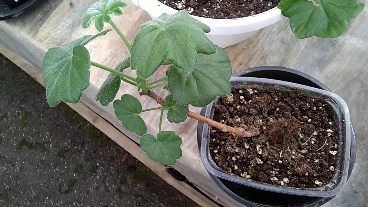 # 5.Получила некачественные черенки пеларгонии, что делать?