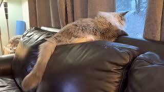 Floofy tail by Ellie the Ragdoll 608 views 2 years ago 53 seconds
