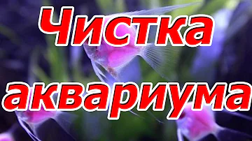 Как часто надо чистить аквариум ?