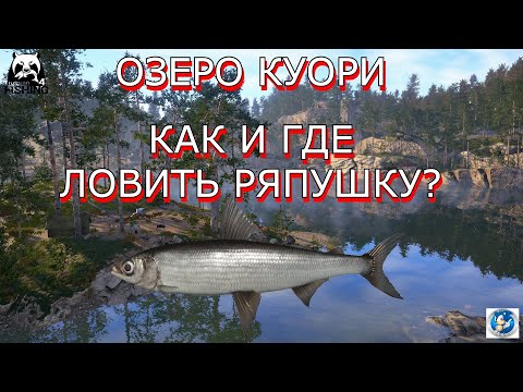 🌟Русская Рыбалка 4 (РР4)🌟ОЗЕРО КУОРИ🌟РАЗДАЧА РЯПУШКИ🌟