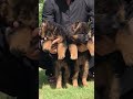 17th april german shepherd puppies available 0311 1992890 whatsapp newsong bollywood song music